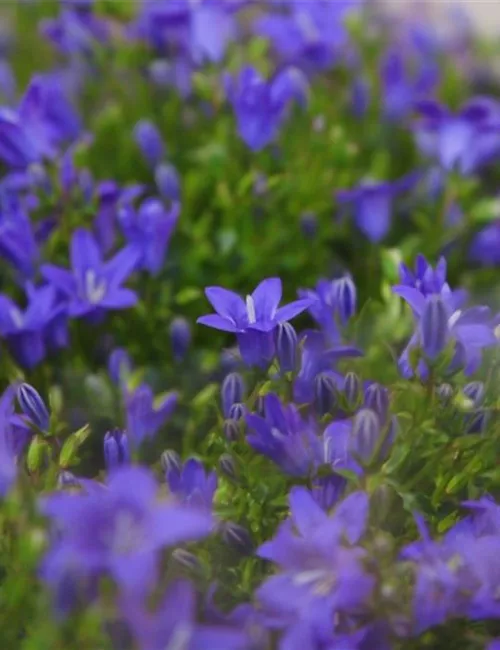 Glockenblume - Einpflanzen in den Garten