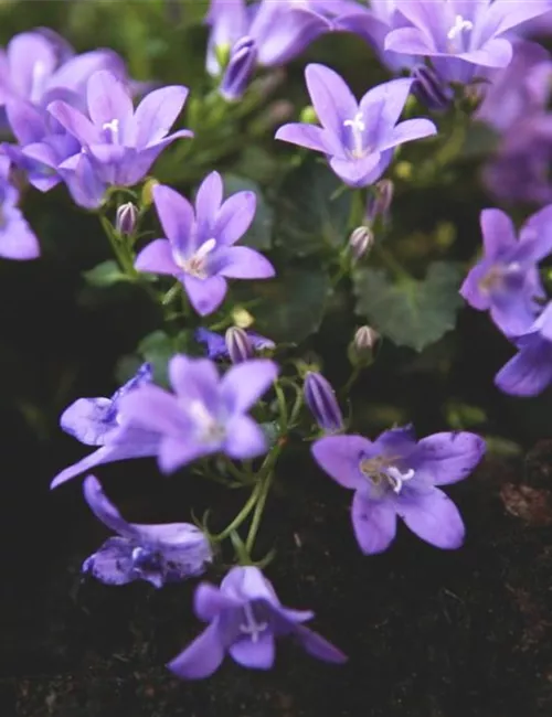 Dalmatiner Polster-Glockenblume - Einpflanzen im Garten