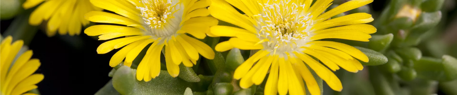 Delosperma 'Wheels of Wonder® Golden Wonder'