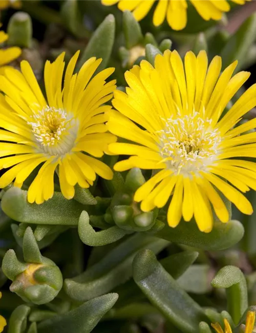 Winterharte Eisblumen (Delosperma congesta) für den Steingarten