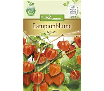 Lampionblumensamen 'Gigantea' Lampionblumensamen 'Gigantea'
