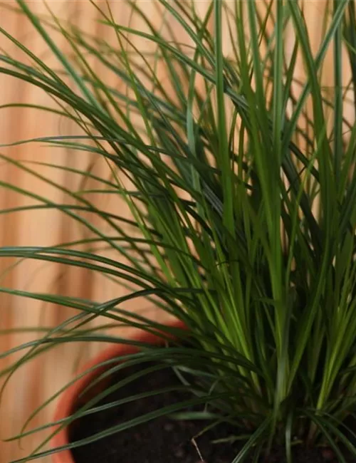 Gartensegge - Einpflanzen in ein Gefäß