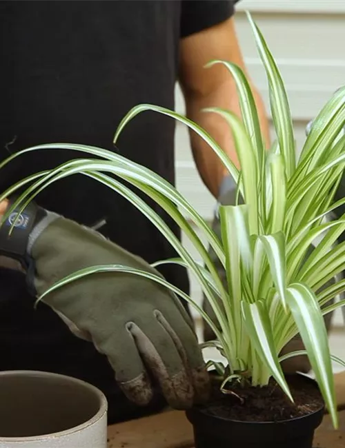 Grünlilie - Umtopfen