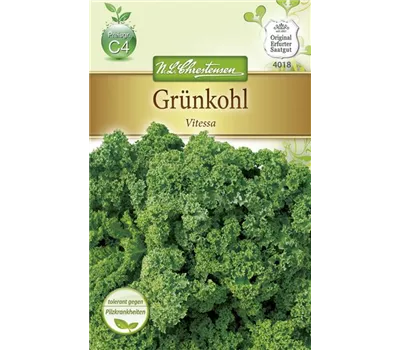 Grünkohlsamen 'Vitessa' Grünkohlsamen 'Vitessa'