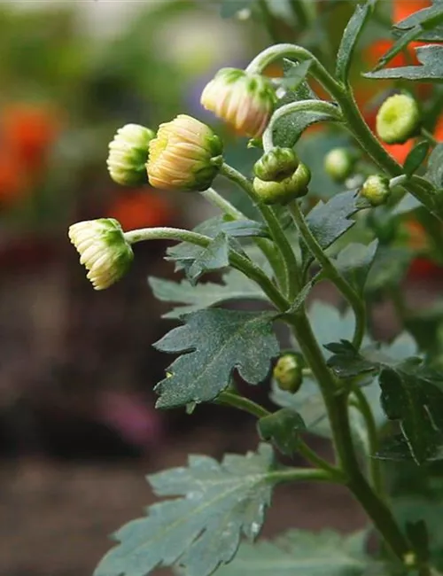 Chrysanthemen - Einpflanzen im Garten