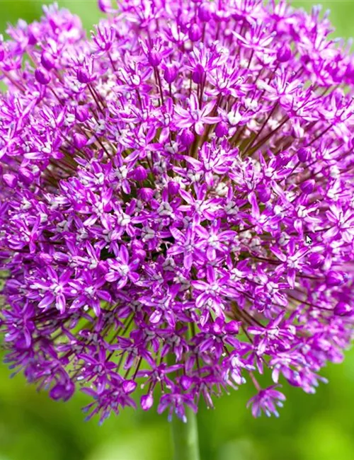 Zierlauch - Einpflanzen im Garten