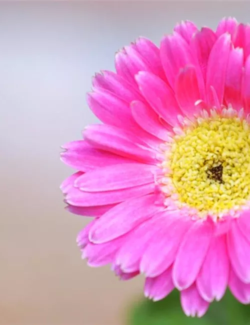 Gerbera - Einpflanzen im Garten