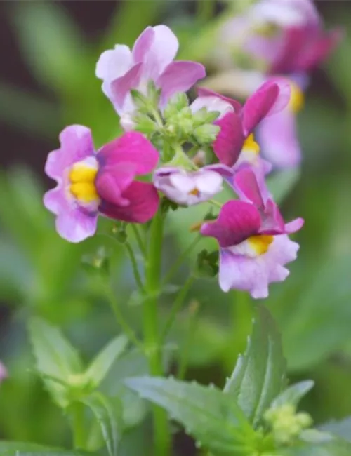 Elfenspiegel - Einpflanzen im Garten