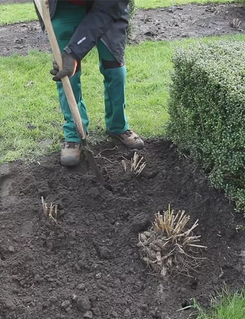 Dahlien - Einpflanzen im Garten