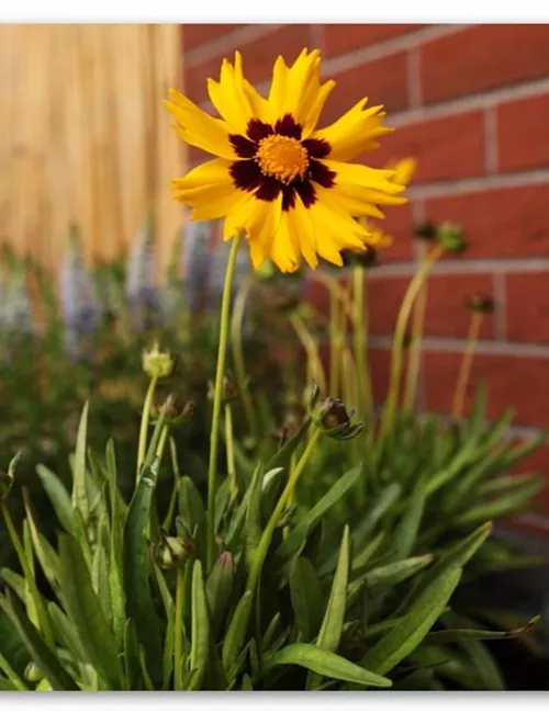 Mädchenauge - Einpflanzen im Garten