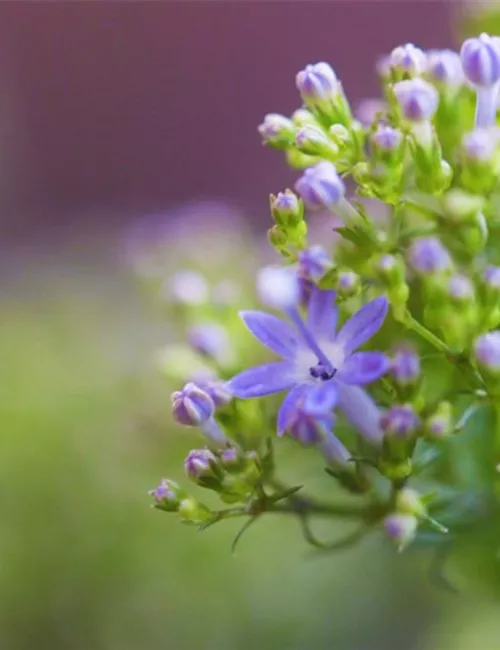 Blaues Halskraut - Einpflanzen im Garten