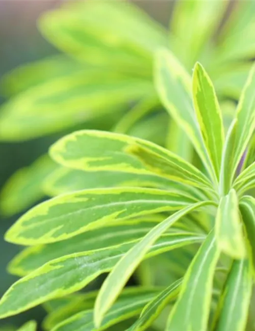 Regenbogen Wolfsmilch - Einpflanzen im Garten