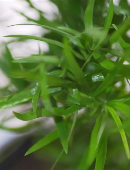 Zierspargel - Einpflanzen in ein Gefäß