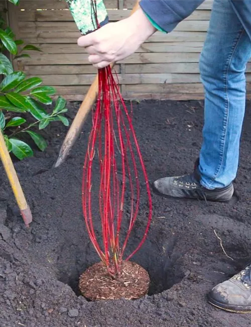 Hartriegel - Einpflanzen im Garten