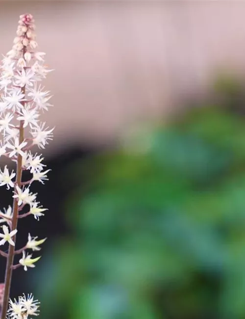 Schaumblüte - Einpflanzen im Garten