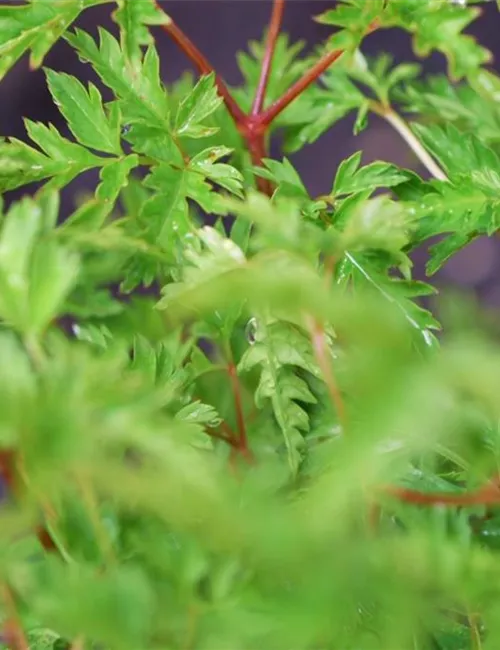 Geißbart - Einpflanzen im Garten