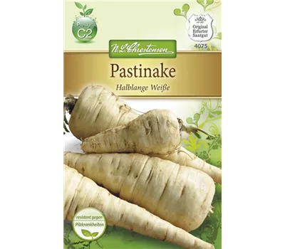 Pastinakensamen 'Halblange Weiße'