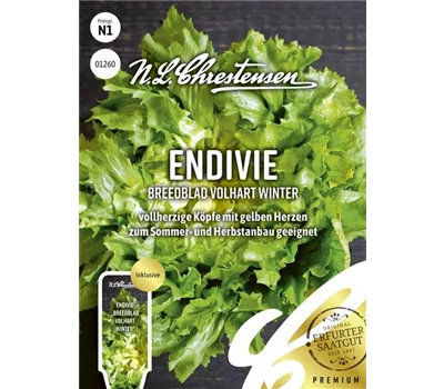 Endiviensamen 'Breedblad Volhart Winter' Endiviensamen 'Breedblad Volhart Winter'
