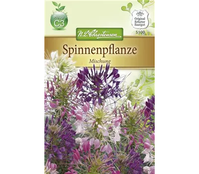 Spinnenblumensamen