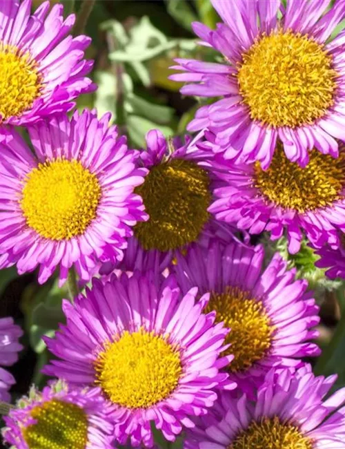 Feinstrahl - Einpflanzen im Garten Feinstrahl - Einpflanzen im Garten