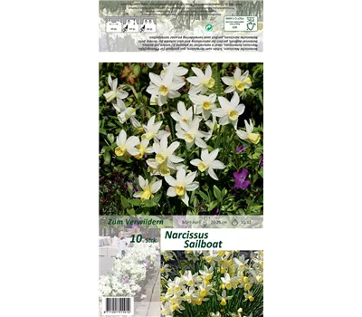 Narzisse 'Sailboat'