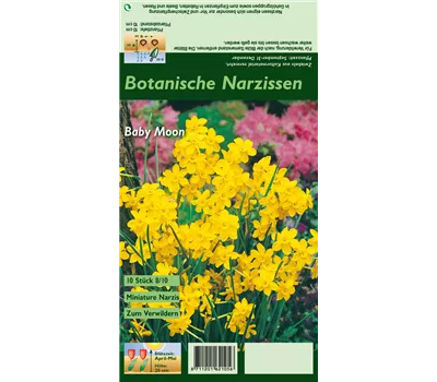 Narzisse 'Baby Moon'