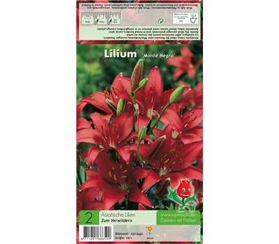 Asiatische Lilie 'Monte Negro'