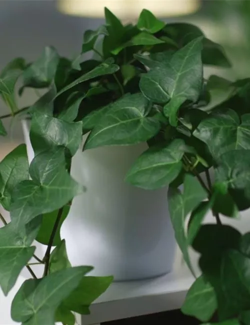 Zimmerpflanzenportrait - Efeu