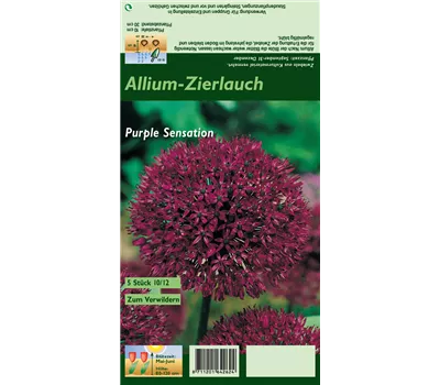 Garten-Kugel-Lauch 'Purple Sensation'