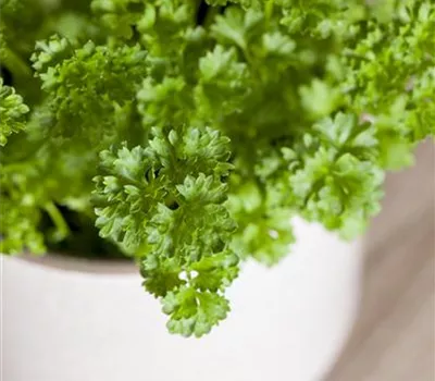 Petersiliensamen 'Mooskrause 2'