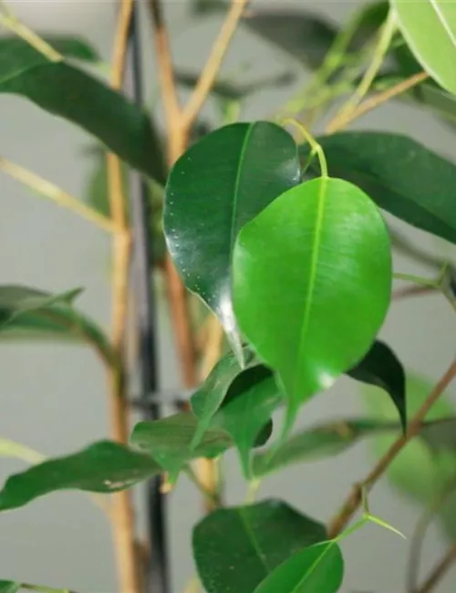 Zimmerpflanzenportrait - Birkenfeige