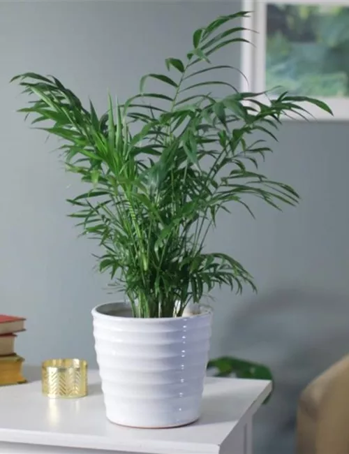 Zimmerpflanzenportrait - Bergpalme