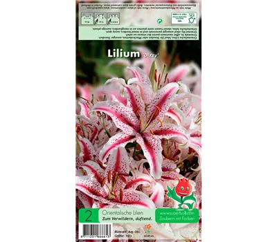 Orientalische Lilie 'Dizzy'