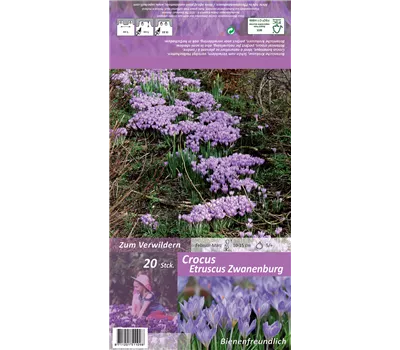 Toskanischer-Krokus 'Zwanenburg'
