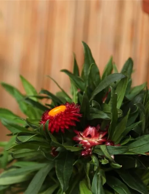 Garten-Strohblume - Einpflanzen in ein Gefäß