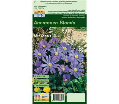 Garten-Strahlen-Windröschen 'Blue Shades'