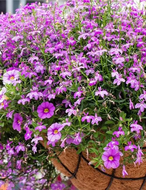 Veranstaltungen Veranstaltungen