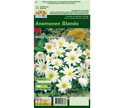 Garten-Strahlen-Windröschen 'White Splendour'
