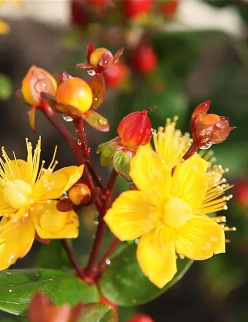 Johanniskraut - Einpflanzen im Garten