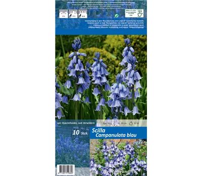 Spanisches Hasenglöckchen