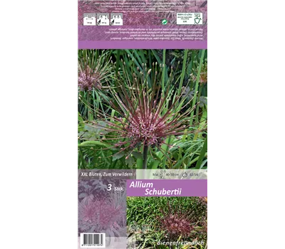 Schuberts Zier-Lauch