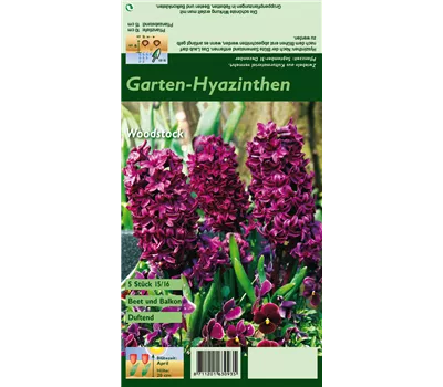 Hyazinthe 'Woodstock'
