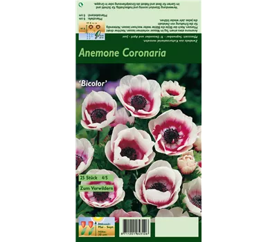 Kronen-Anemone 'De Caen Bicolor'