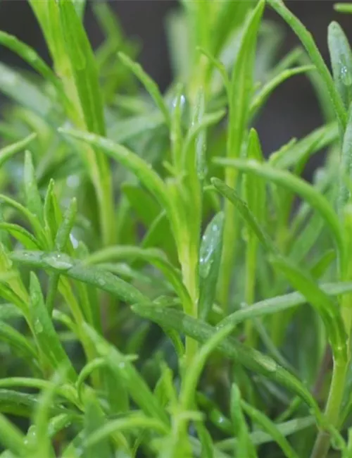 Lavendel - Einpflanzen im Garten