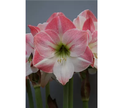 Ritterstern 'Apple Blossom'
