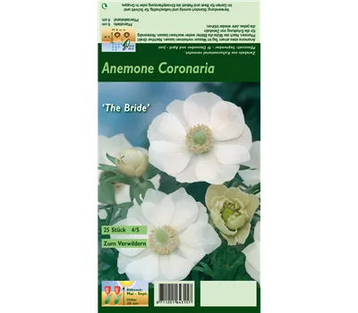 Kronen-Anemone 'De Caen The Bride'