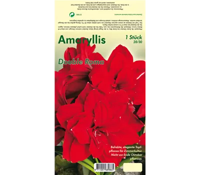 Ritterstern 'Double Roma'