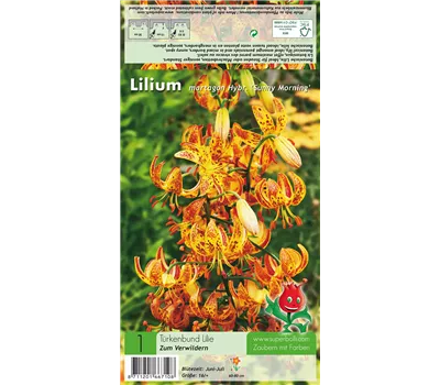 Türkenbund-Lilie 'Sunny Morning'