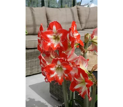 Ritterstern 'Minerva'