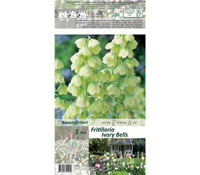 Garten-Kaiserkrone 'Ivory Bells'